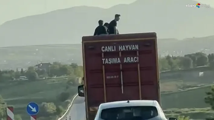 Canlı Hayvan Kamyonu Üzerinde Tehlike Saçan Yolculuk Elazığ'da Kameraya Yansıdı!