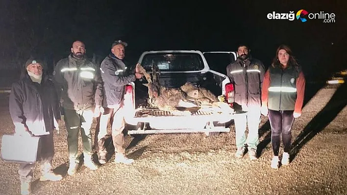 Çemişgezek'te yaban keçisi avlayan 2 kişiye 126 bin lira ceza