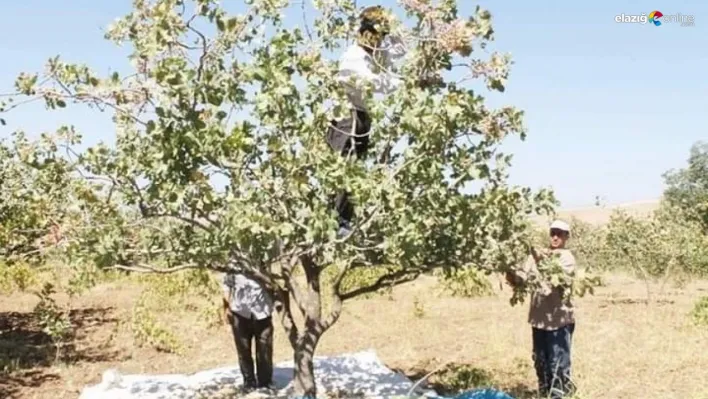 Çermik'te dolu ve yağış fıstık üreticisini etkiledi