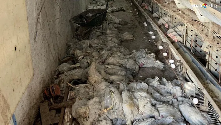 Çiftlikte çıkan yangında 20 bin tavuk telef oldu