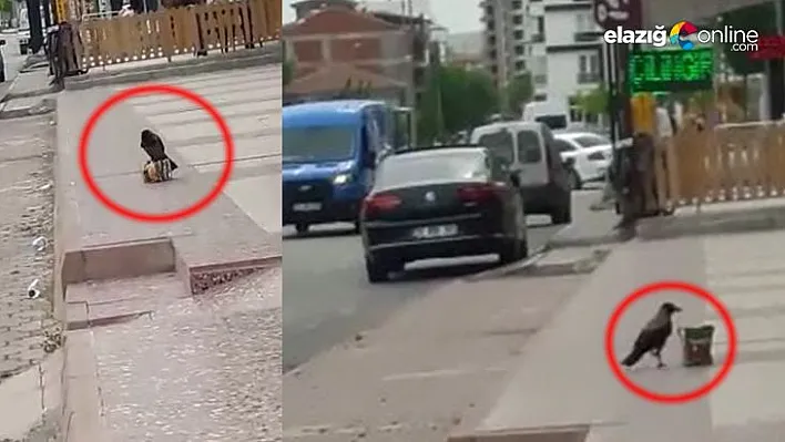 Cips hırsızı karga objektiflere yakalandı
