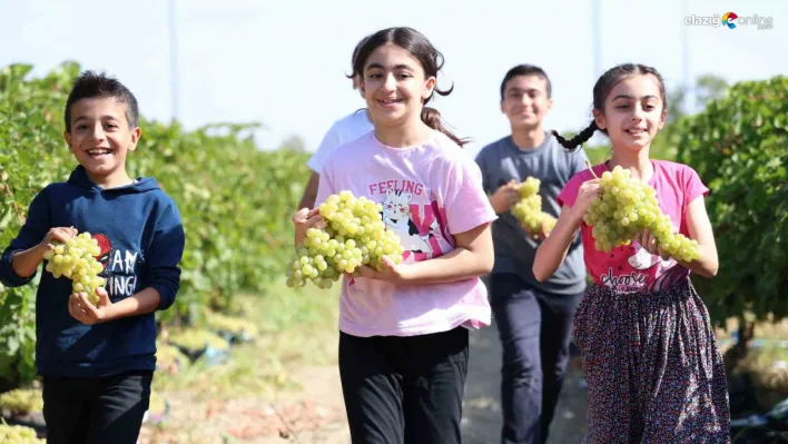 Elazığ'da Üzüm Hasadı Çocuklarla Şenleniyor: Elazığ Bağlarında Renkli Anlar!