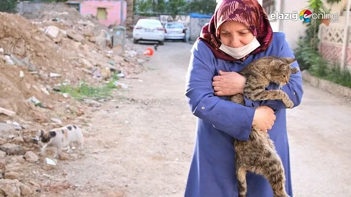 Çocukları vefat eden Fatma teyze, 35 kediye anne şefkatiyle bakıyor