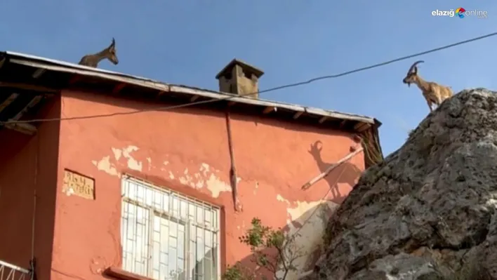 Dağ keçileri artık evlerin çatısına çıkmaya başladı