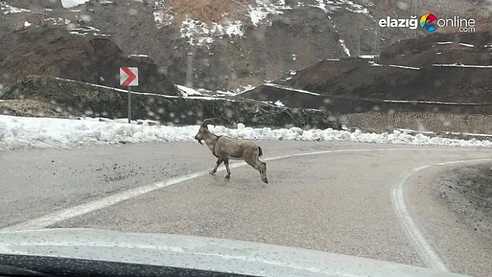 Dağ keçileri Elazığ-Malatya yolunda görüntülendi