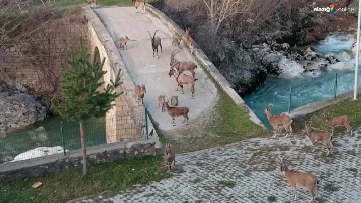 Dağ keçileri köprü üzerinde sürü halinde görüntülendi