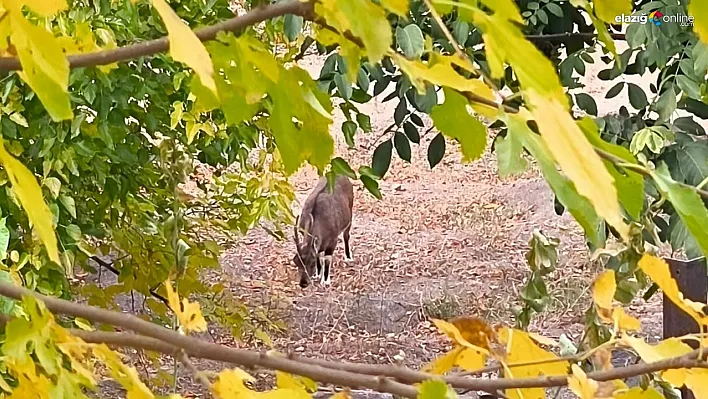Dağ keçileri sonbahara renk kattı: Tunceli'de görsel şölen