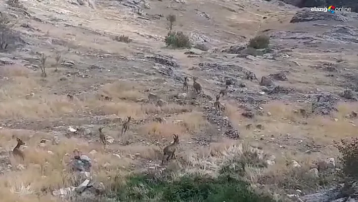 Dağ keçileri tarihi Harput'u mesken tuttu!