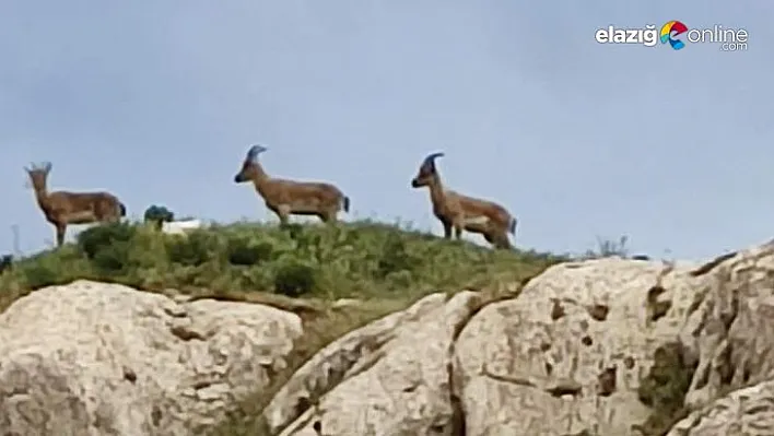 Dağ keçilerinin Harput sefası kameralara yansıdı