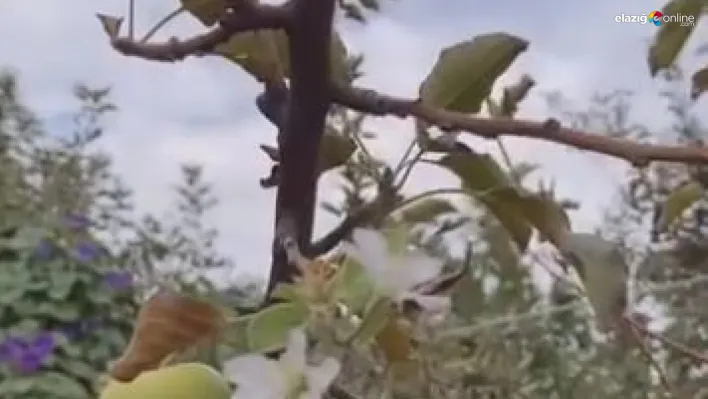 Elazığ'da Eylül sürprizi: Meyveleri üzerindeyken elma ağacı yeniden çiçek açtı!