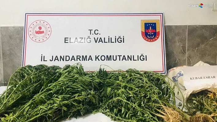 Elazığ jandarmasından kenevir operasyonu!