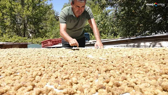 Darende'de kayısıya alternatif yetiştirilen dut da verim yüksek