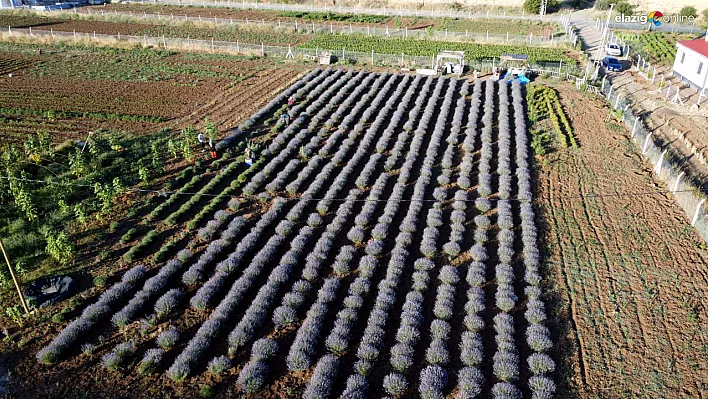 Dededen kalma atıl araziyi lavanta bahçesine dönüştürdü