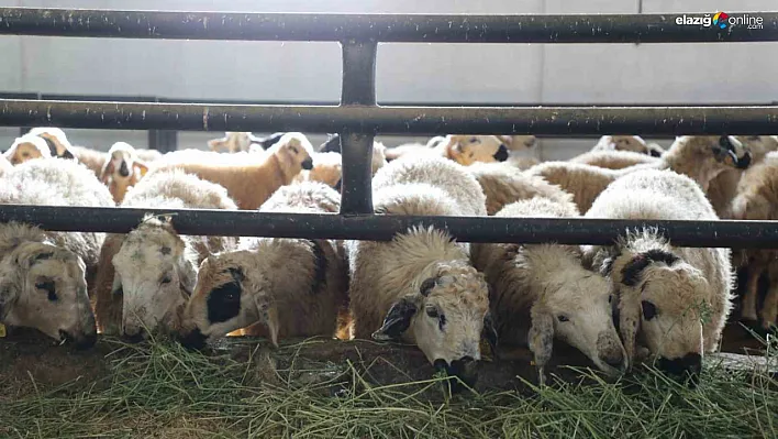 Elazığ'da Kırsal Kalkınmaya Örnek Proje: 120 Başlık Ağıla Devlet Desteği