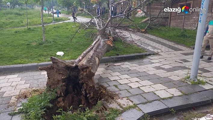 Devrilen ağacın altında kalan 2 genç yaralandı