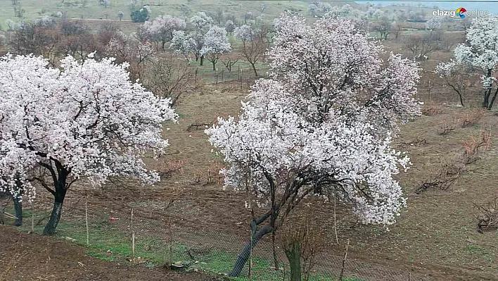 Dicle'de ağaçlarda renk cümbüşü oluştu