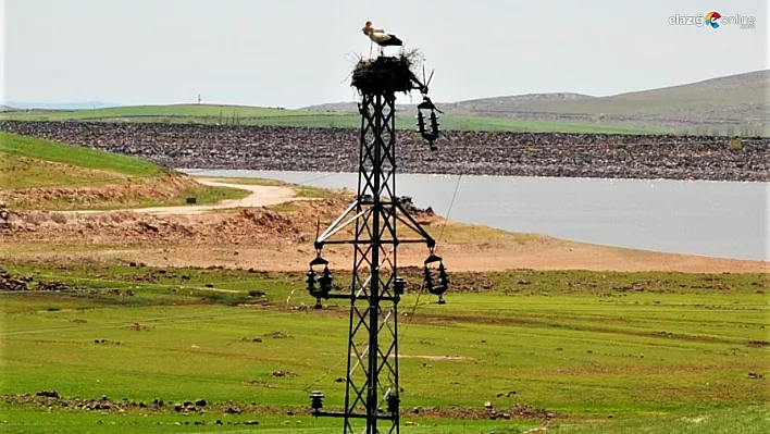 Dicle Elektrik'ten leylekler için Dicle Vadisi'nde yuva