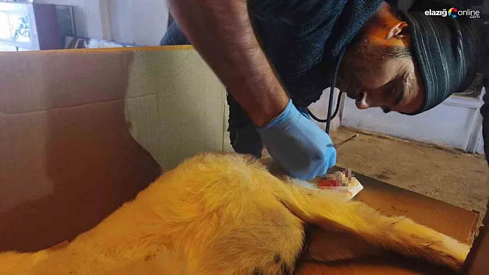 Dışkı yolu kapalı doğan kuzu, cerrahi müdahaleyle sağlığına kavuştu