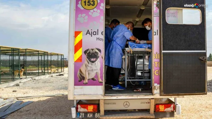 Diyarbakır'da 10 köpek mobil araçla kısırlaştırıldı