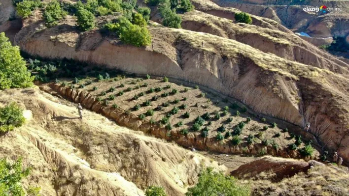 Diyarbakır'da 2 milyon 64 bin kök kenevir ve skunk ile 812 kilo esrar ele geçirildi