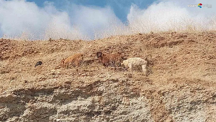 Diyarbakır'da 3 keçi 2 gündür mahsur kaldıkları yerden kurtarıldı