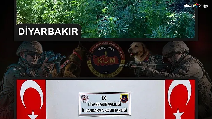 Diyarbakır'da 357 bin kök Hint keneviri, 86 kilo kubar esrar ele geçirildi