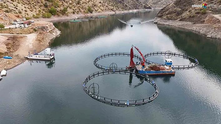 Diyarbakır'da 500 ton kapasiteli tesisten dünyaya 'Mezopotamya somonu' gönderilecek