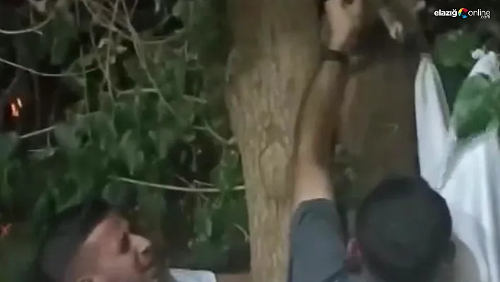 Diyarbakır'da ağaçta sıkışan kedi vatandaşlar tarafından kurtarıldı