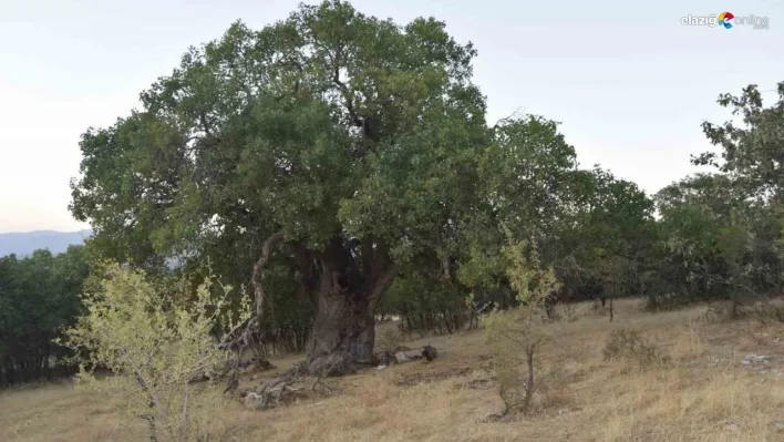 Diyarbakır'da asırlık bıtttım ağacının anıt olarak tescillenmesi isteniyor