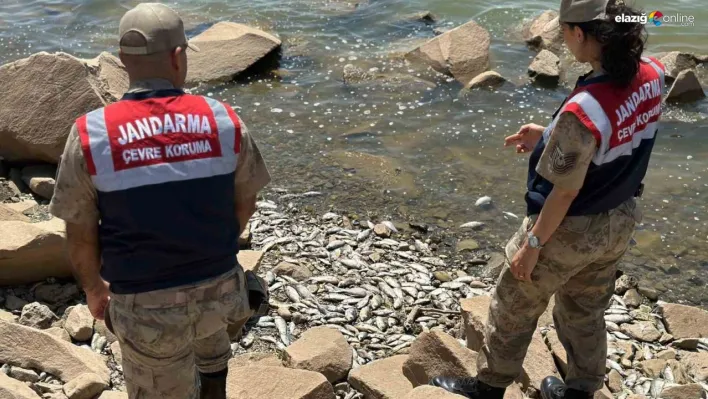 Devegeçidi Barajı'nda ölü balıklar ekipleri alarma geçirdi