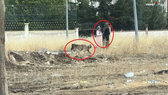 Diyarbakır'da başıboş sokak köpekleri telef ettiği kediyi yemek için yer aradı