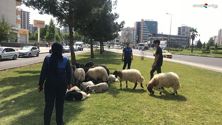 Diyarbakır'da bayram boyunca zabıta ekipleri denetim gerçekleştirdi