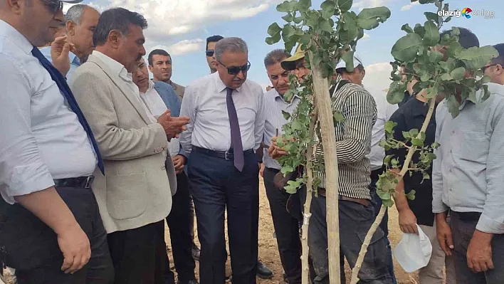 Diyarbakır'da bu yıl 200 bin fıstık aşılanması hedefleniyor