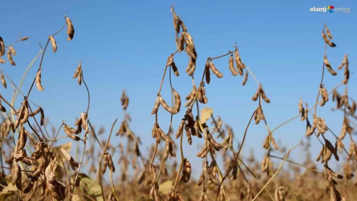 Diyarbakır'da bu yıl 35 bin dekar soya fasulyesi ekildi