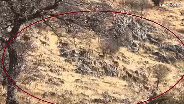 Diyarbakır'da dağ keçileri sürü halinde görüntülendi