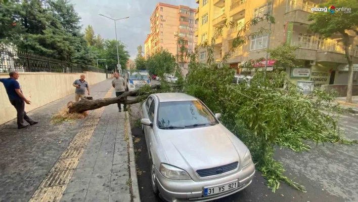 Diyarbakır'da dev ağaç otomobilin üstüne devrildi