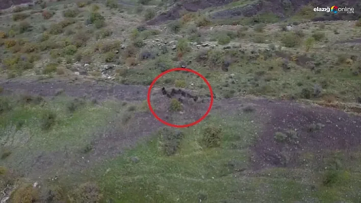 Diyarbakır'da domuz sürüsünün kaçışı dronla görüntülendi
