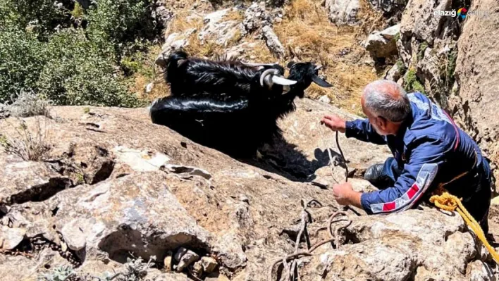 Diyarbakır'da kurt saldırısından kaçan keçiler uçurumda mahsur kaldı