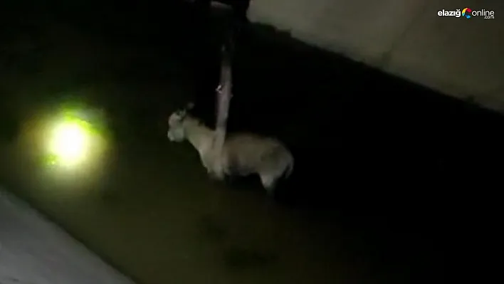 Diyarbakır'da mazgala sıkışan iki hayvanda kurtarıldı