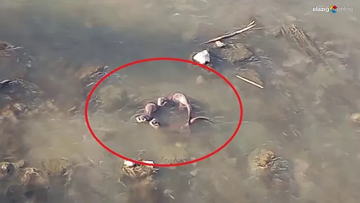 Dicle Nehri, Su Samurlarına Ev Sahipliği Yapıyor!