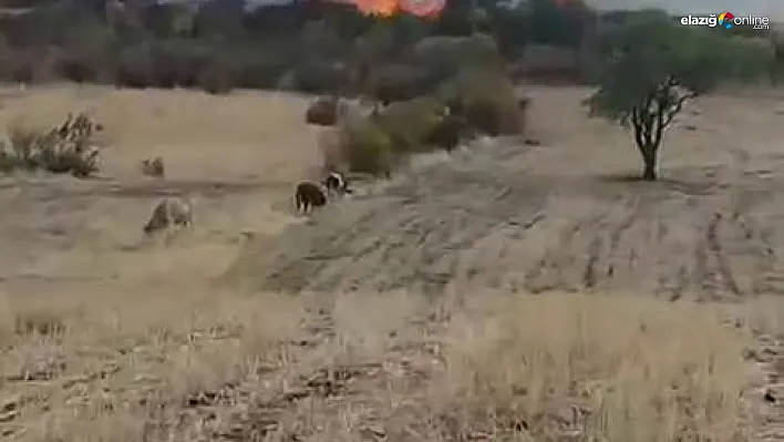 Diyarbakır'da otluk yangını