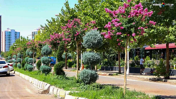 Diyarbakır'da refüj ve kavşaklar oya ağaçları ile renklendi