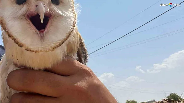 Diyarbakır'da sıcaktan bunalan peçeli baykuş eve sığındı