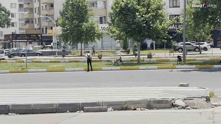 Diyarbakır'da sürü halinde gezen köpekler vatandaşları korkuttu
