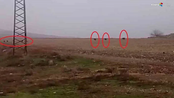 Diyarbakır'da tarlada domuz sürüsü