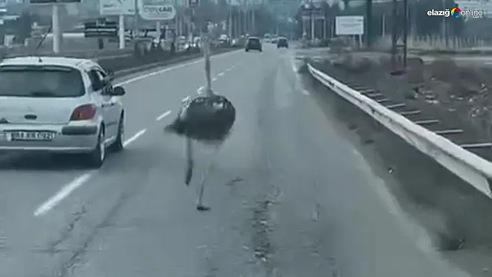 Diyarbakır'da trafikte deve kuşu şaşkınlığı