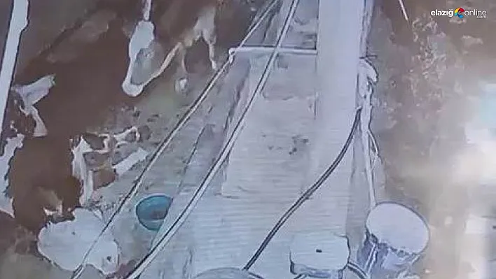 Diyarbakır'da yıldırım hayvan çiftliğine isabet etti: 3 inek telef oldu