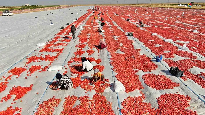 Diyarbakır'dan Avrupa'ya kuru domates ihracatı