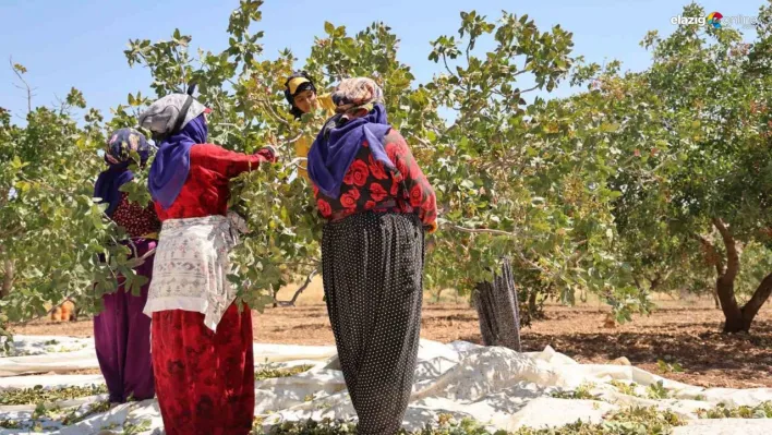 Diyarbakır fıstığında hasat: Üretici geçen seneye nazaran rekolteden memnun