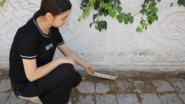 Diyarbakır'ın kavurucu sıcağında sokak hayvanları unutulmadı